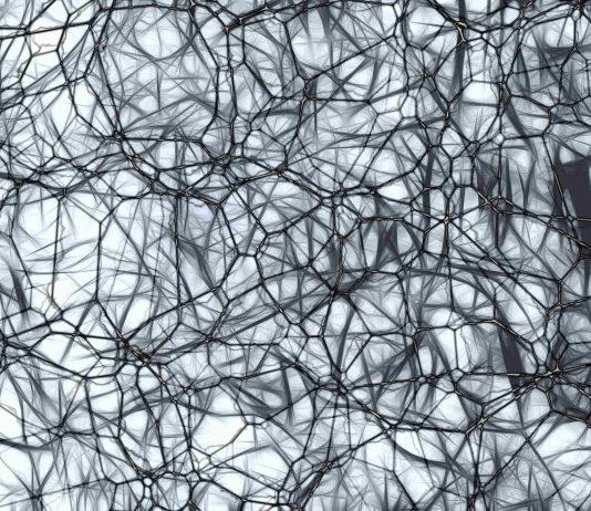 Die Entwicklung des Gehirns von der Zeugung bis zum Schulanfang